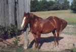 Buddy at the Barn